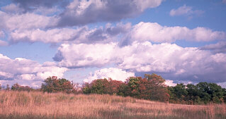 October; Prairie Restoration Area, Big Eastern