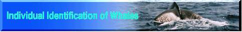 Individual Identification of Whales
