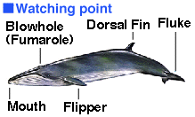Bryde's Whales