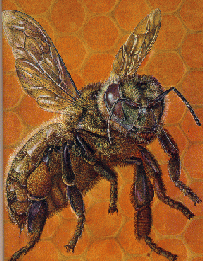 bee image