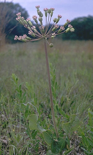 Asclepias amplexicaulis