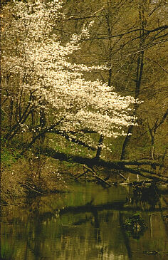 Amelanchier in bloom