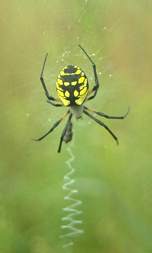 Orb Spider