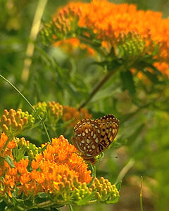 Asclepias tuberosa with butterfly