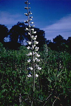 Baptisia leucantha in bloom