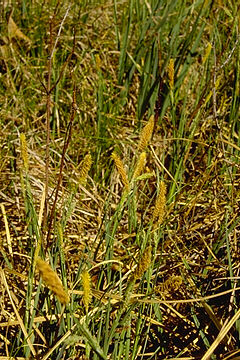 Carex bicknellii in May