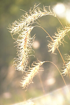 Elymus canadensis