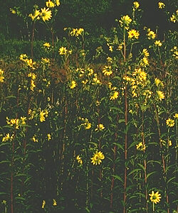 Helianthus giganteus