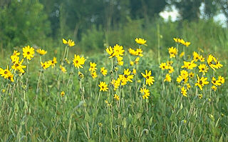 Helianthus mollis