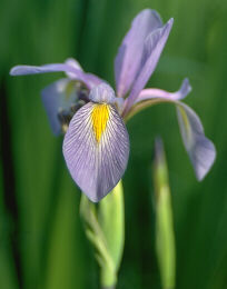Blue Flag Iris flower
