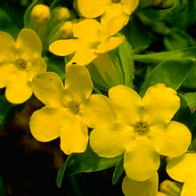 closeup of Lithospermum croceum