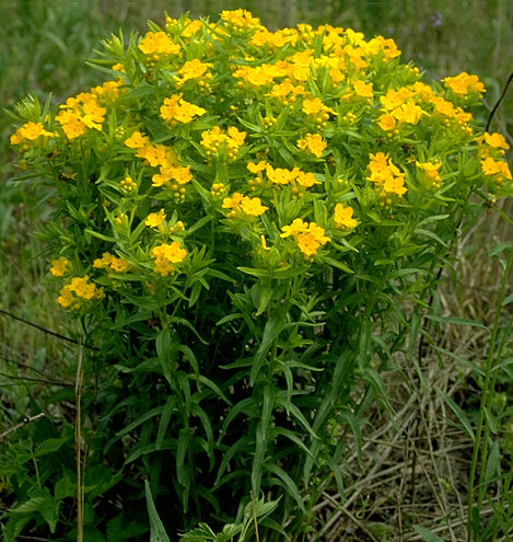 Lithospermum croceum