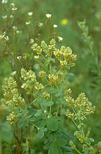 Lespedeza hirta