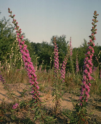 Liatris aspera