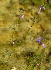 Linaria canadensis