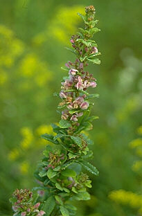 Lespedeza virginica