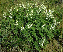 sometimes blue lupines are white