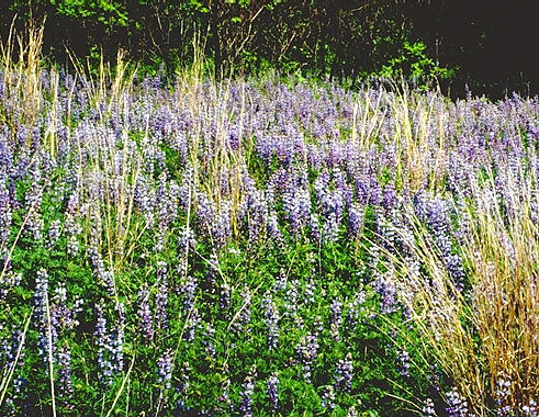 a lupine colony