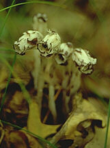Monotropa uniflora
