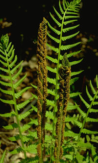 Osmunda cinnamomea