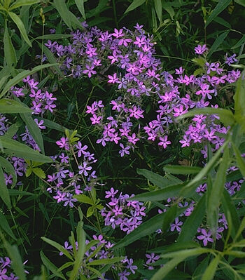 Phlox pilosa