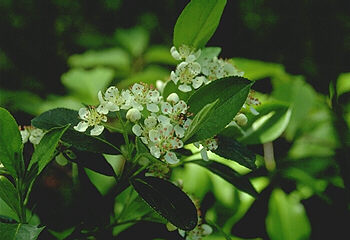 Pyrus melanocarpa