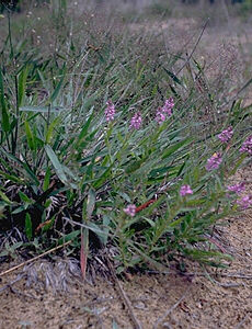 Purple Milkwort often grows in blowouts
