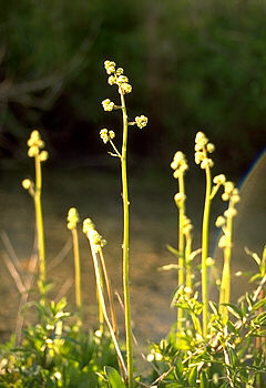 flower top of Swamp Saxifrage
