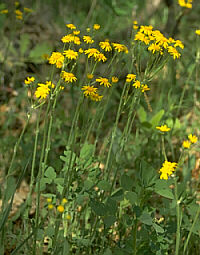 Senecio plattensis
