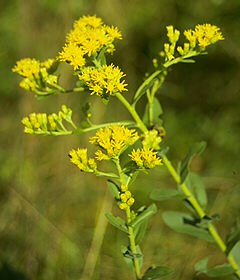 Solidago rigida