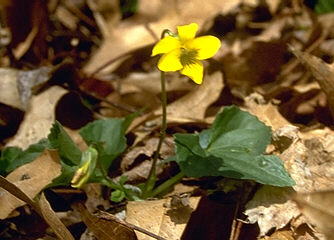 Viola pensylvanica