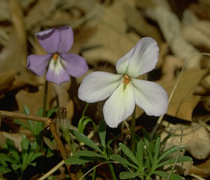 Viola pedata