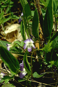 Viola sagittata