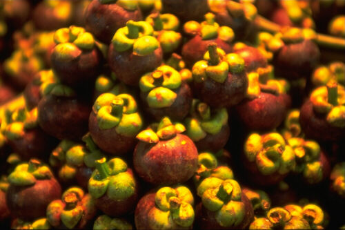 [Picture of Mangosteen]