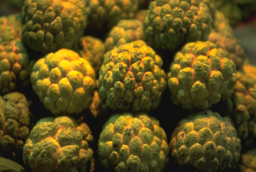 [Picture of Custard Apples]