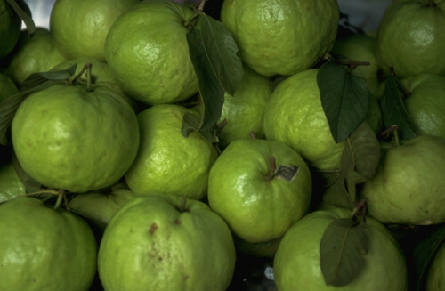 [Picture of Guavas]