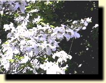 Photo of dogwood tree