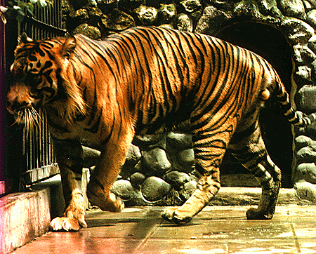 Welcome to Tigers World