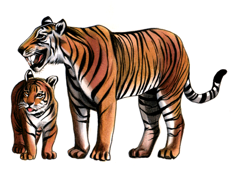 tiger parent book tiger parent book