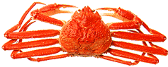 Jj