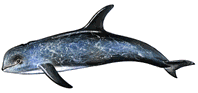 A Risso's dolphin