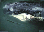 A Risso's dolphin