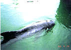 A Risso's dolphin