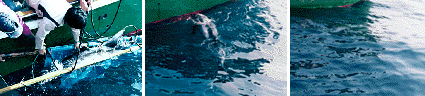 A Risso's dolphin