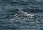 A Sperm Whale