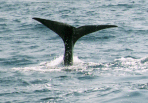 A Sperm Whale