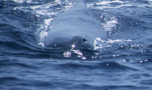 A Sperm Whale
