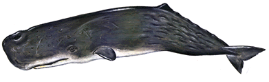 Sperm Whale