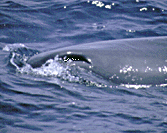 A Sperm Whale