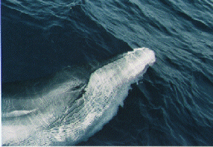 A Bryde's Whale